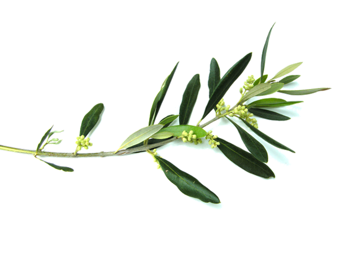 kisspng olive branch flower clip art olive branch 5abc9f5df01d82.5193285615223110059835